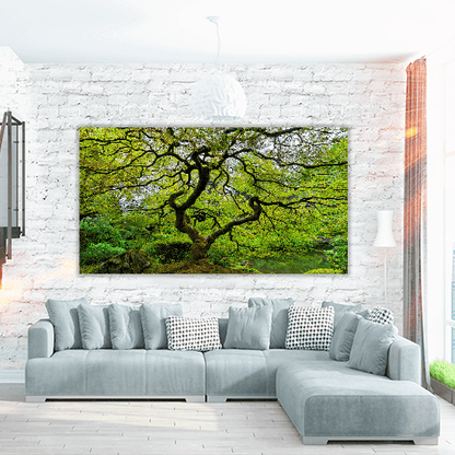 Old Japanese Maple