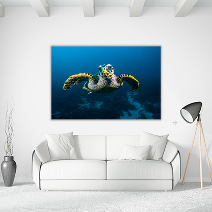 Sea Turtle in Raja Ampat