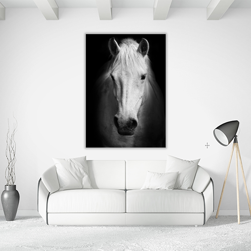 Portrait of a white Horse