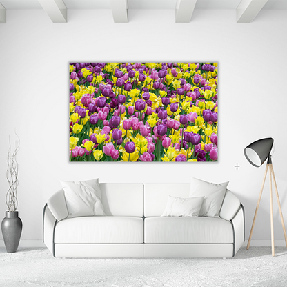 Bed of tulips