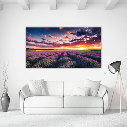 Blooming Lavander