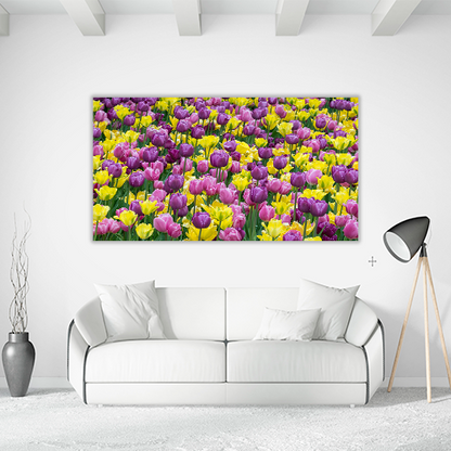 Bed of tulips