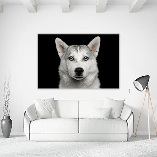 Husky in Black