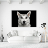 Husky in Black