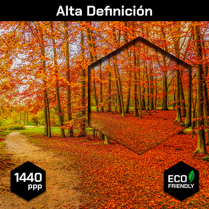 Bosque Y Hojas De Otoño