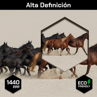 Caballos En El Desierto