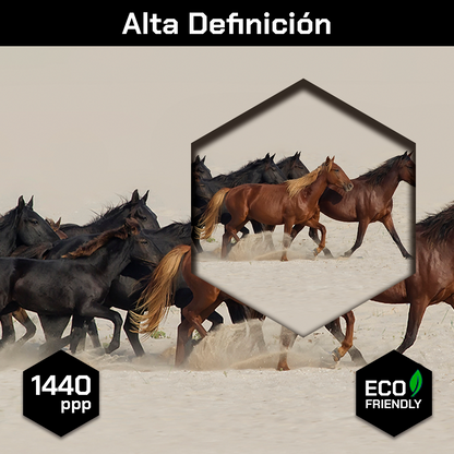 Caballos En El Desierto