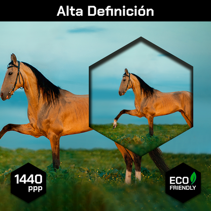 Caballo En La Pradera