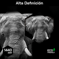 Elefante Con Colmillos