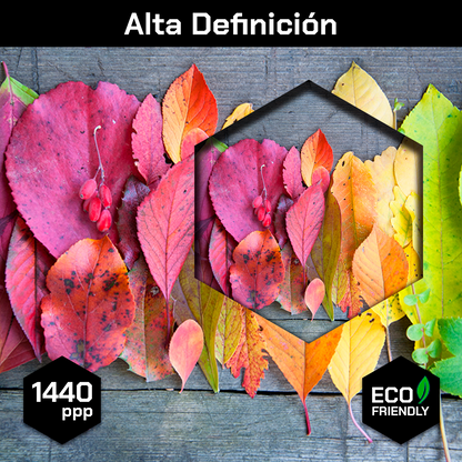 Hojas De Colores
