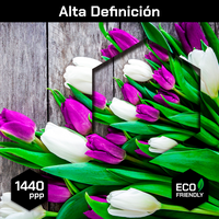 Ramo De Tulipanes