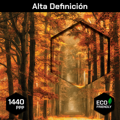 Bosque Sendero De Otoño