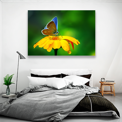 Flores Y Mariposa Azulada