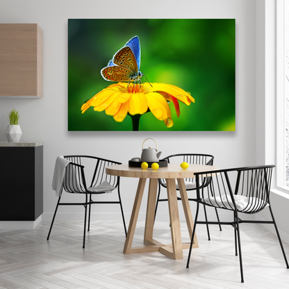 Flores Y Mariposa Azulada