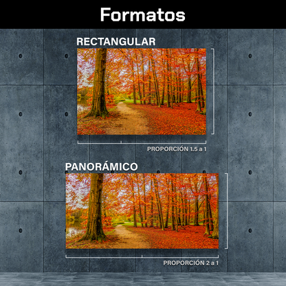 Bosque Y Hojas De Otoño