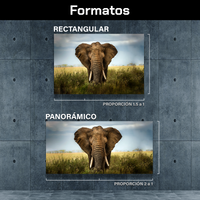 Elefante Entre Pastizal