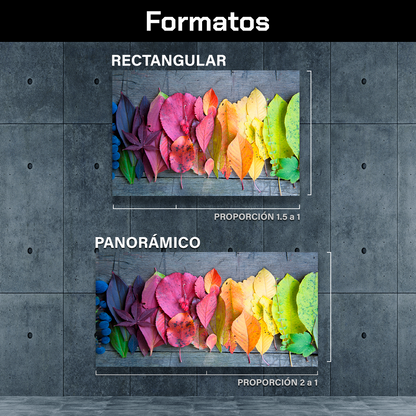Hojas De Colores