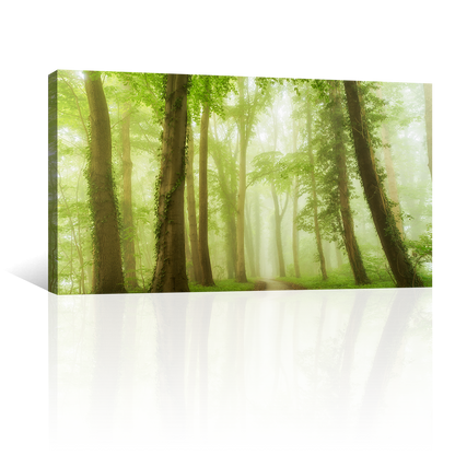 Bosque Bajo Niebla Verde