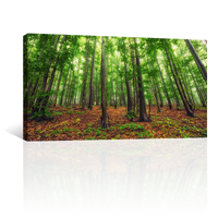 Bosque Bello