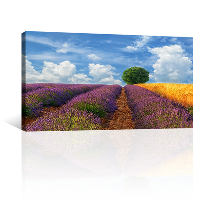 Campos Y Arbol
