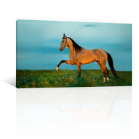 Caballo En La Pradera