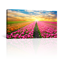 Campo De Tulipanes Rosados