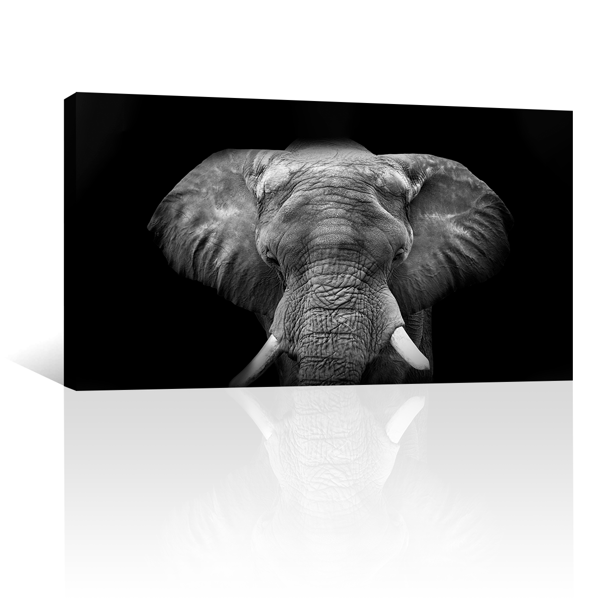 Elefante Con Colmillos