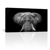 Elefante Con Colmillos