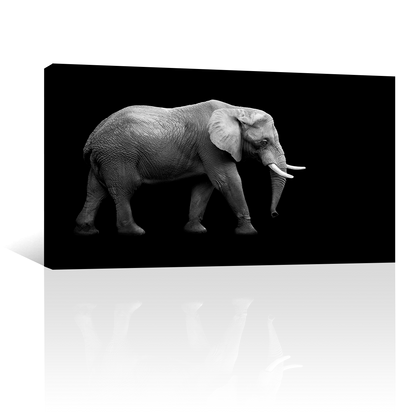 Elefante En Fondo Negro