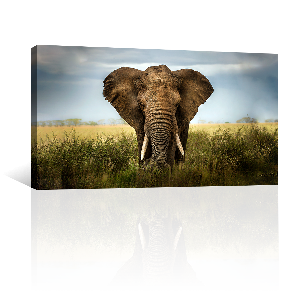 Elefante Entre Pastizal