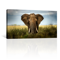 Elefante Entre Pastizal