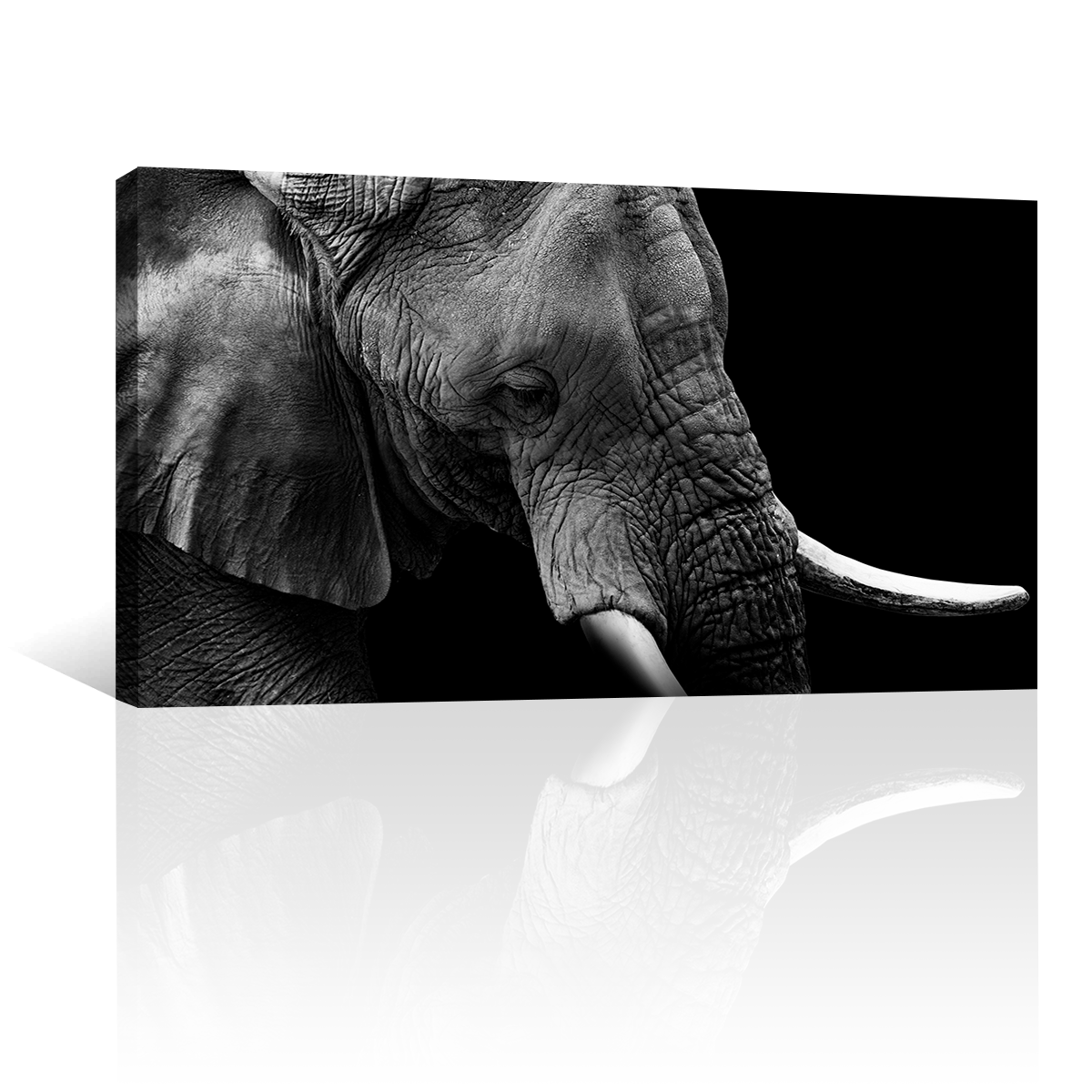 Elefante Retrato Perfil
