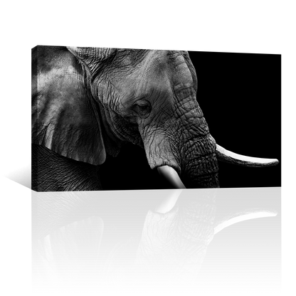 Elefante Retrato Perfil