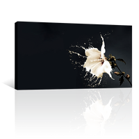 Flor Blanca de Pintura