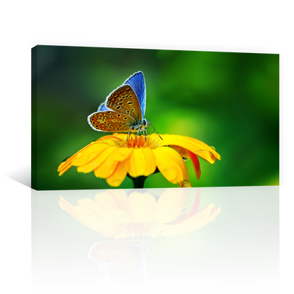 Flores Y Mariposa Azulada