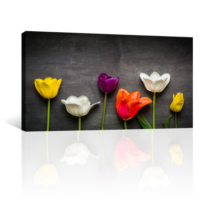 Tulipanes Negro