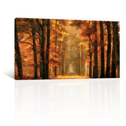 Bosque Sendero De Otoño