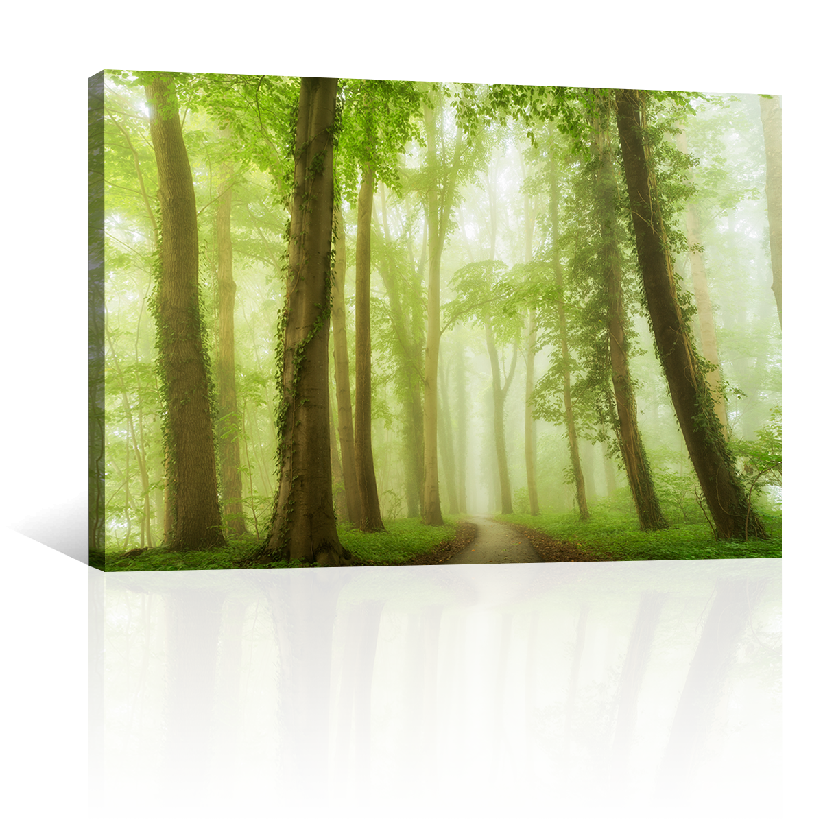 Bosque Bajo Niebla Verde