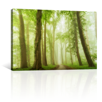 Bosque Bajo Niebla Verde