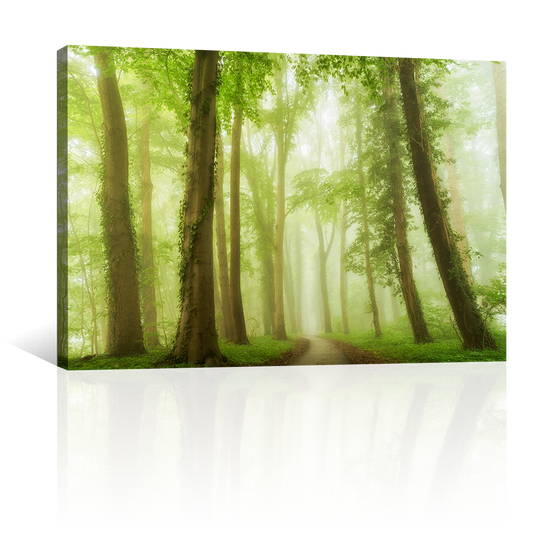 Bosque Bajo Niebla Verde