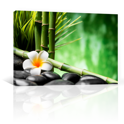 Bambu Y Flor Frangipani