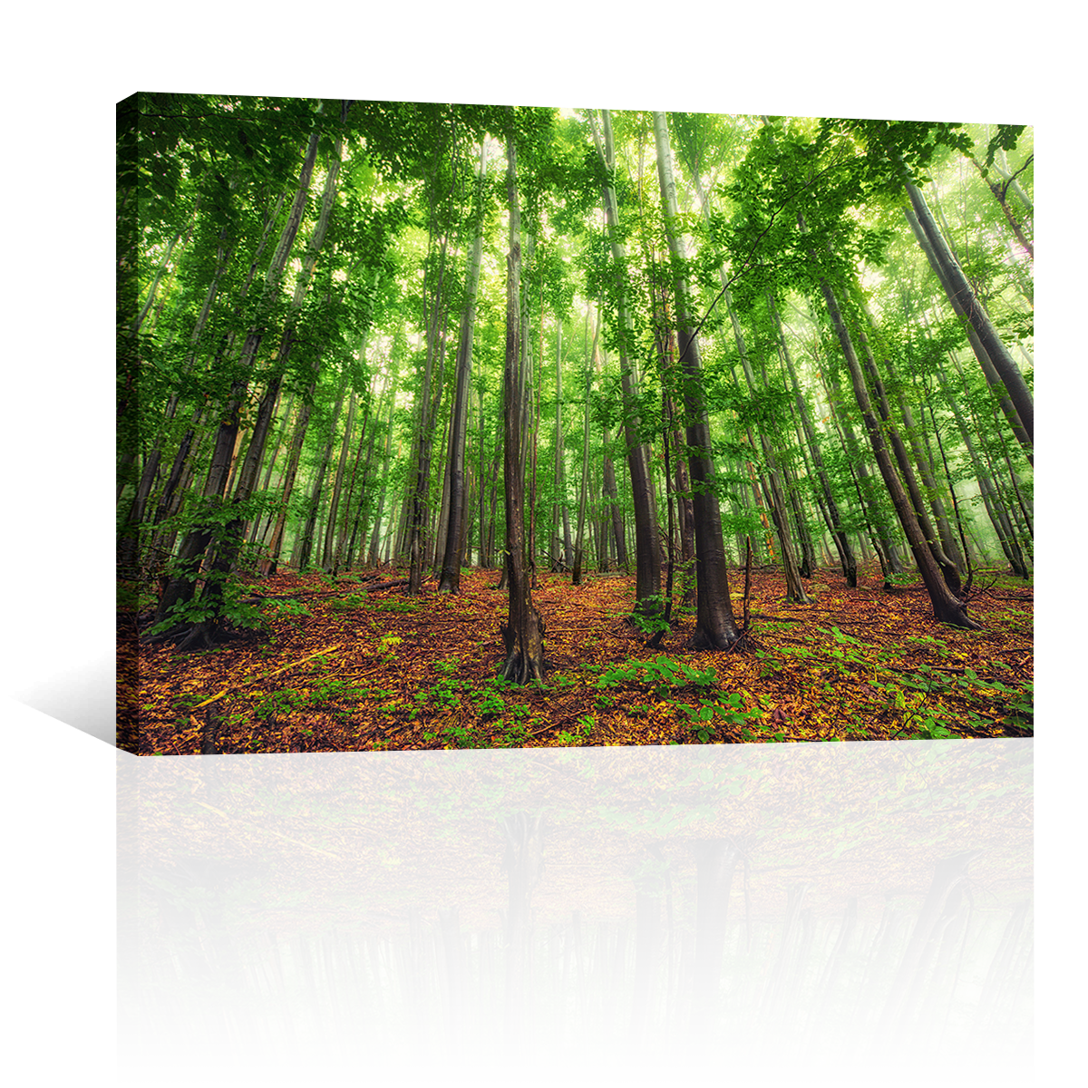 Bosque Bello