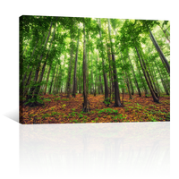 Bosque Bello