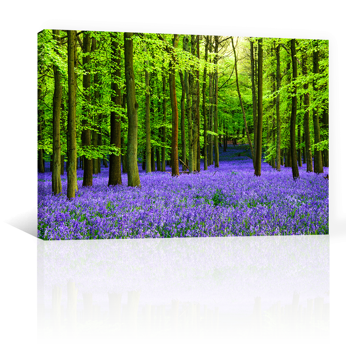 Bosque Vibrante