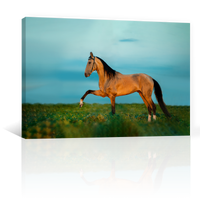 Caballo En La Pradera