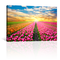 Campo De Tulipanes Rosados