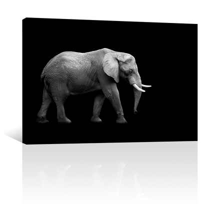 Elefante En Fondo Negro