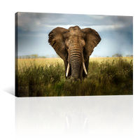 Elefante Entre Pastizal