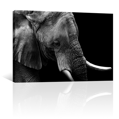 Elefante Retrato Perfil