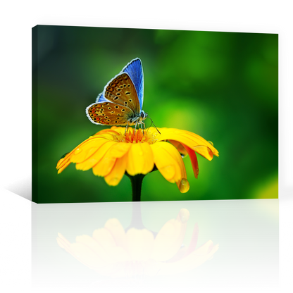 Flores Y Mariposa Azulada